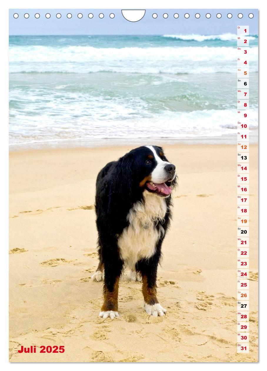 Bild: 9783457032602 | BÄR - Der Berner Sennenhund (Wandkalender 2025 DIN A4 hoch),...