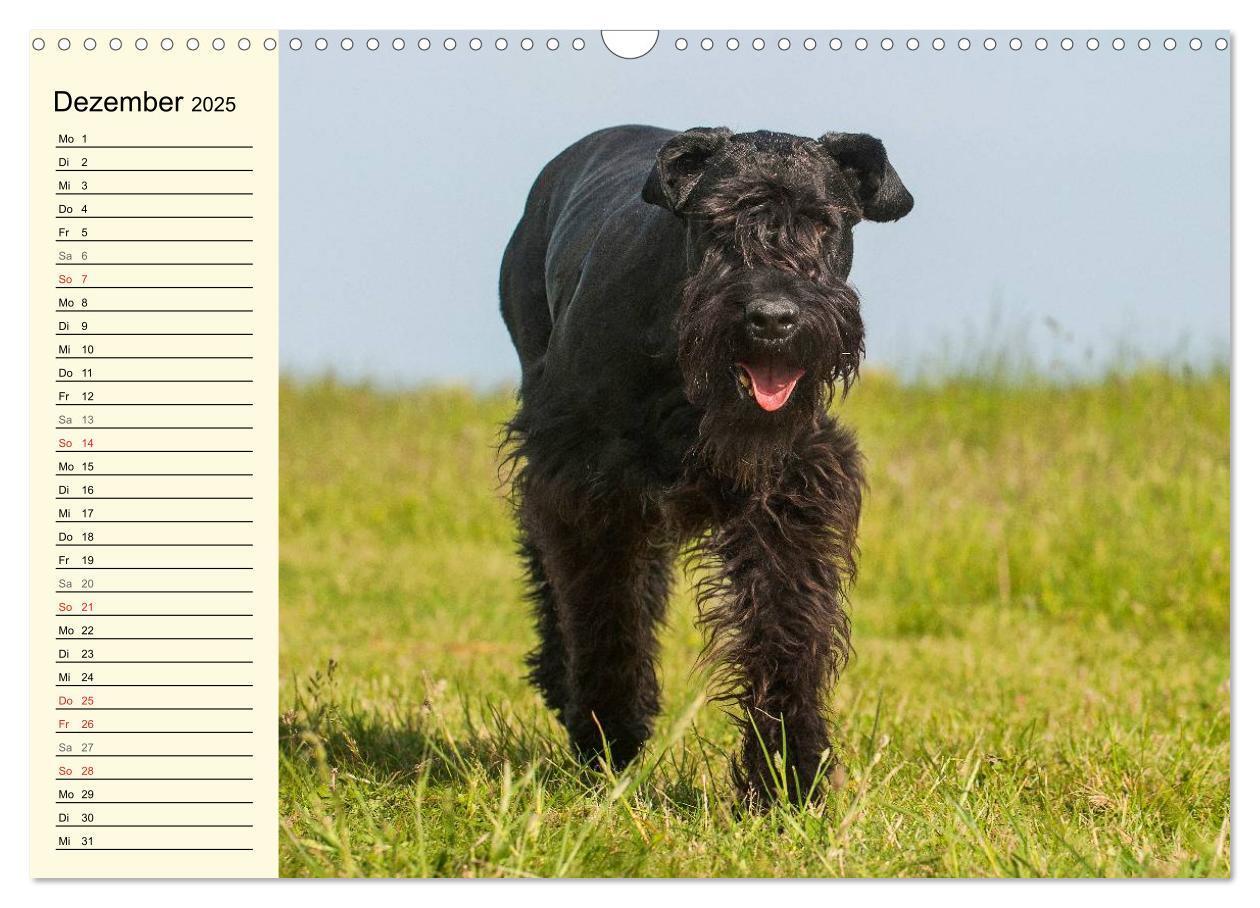 Bild: 9783435545049 | Treuer Freund Riesenschnauzer (Wandkalender 2025 DIN A3 quer),...