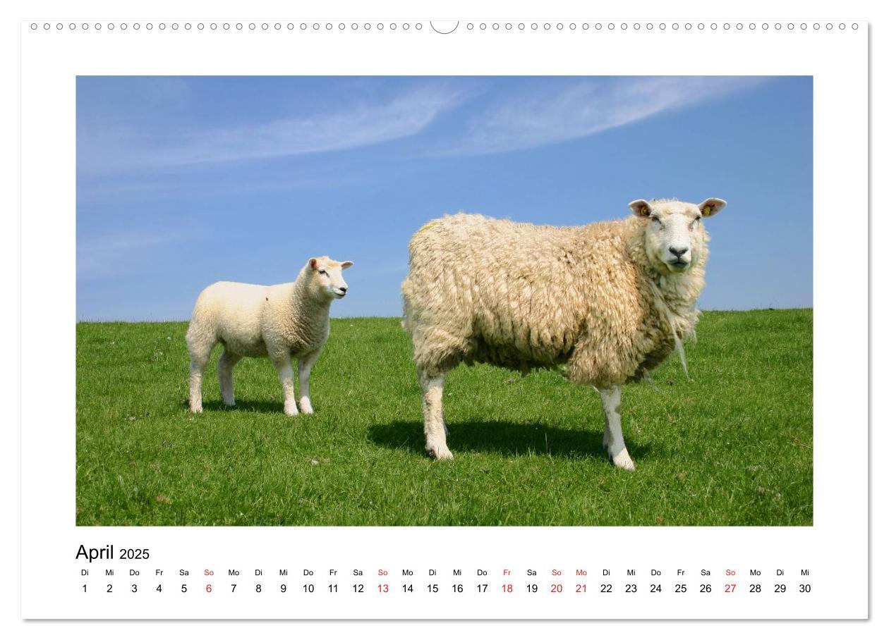 Bild: 9783435616879 | Sylt - Tage am Meer (Wandkalender 2025 DIN A2 quer), CALVENDO...