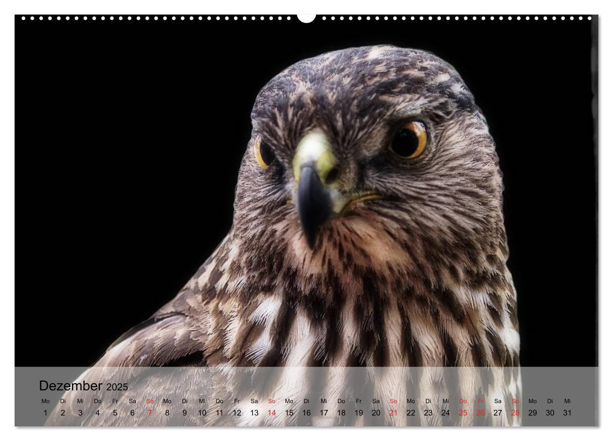 Bild: 9783435650712 | Falken und Greifvögel. Edle Jäger (Wandkalender 2025 DIN A2 quer),...