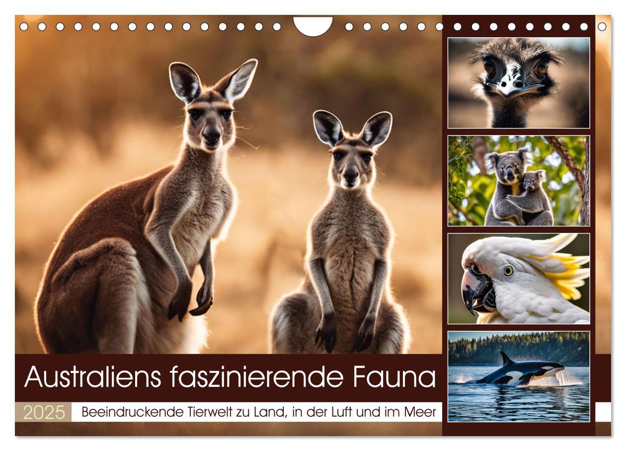 Cover: 9783435718443 | Australiens faszinierende Fauna (Wandkalender 2025 DIN A4 quer),...