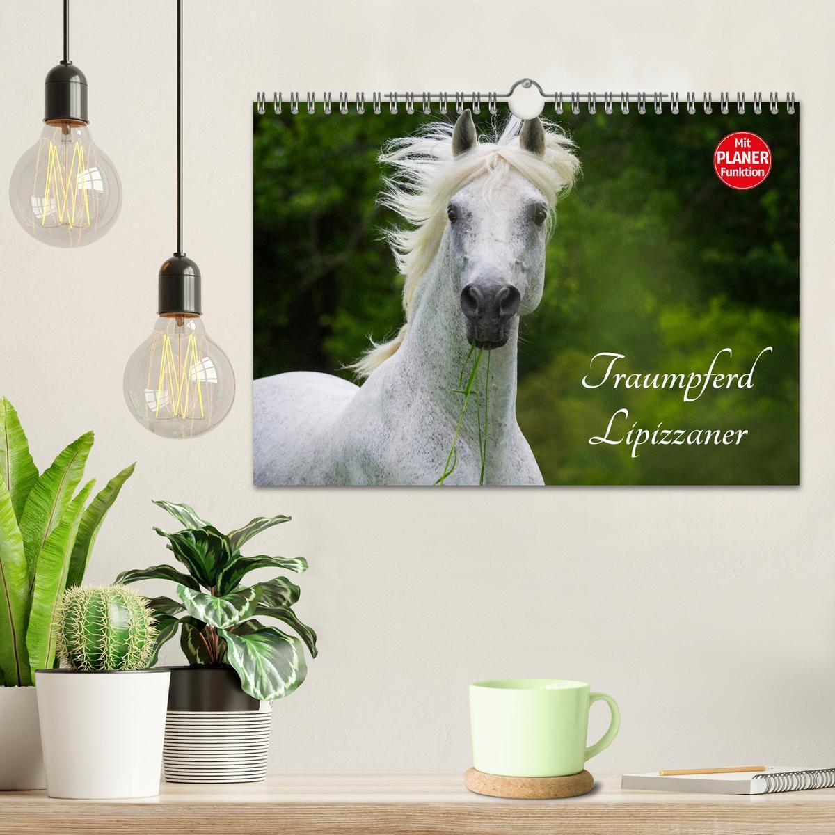 Bild: 9783435545544 | Traumpferd Lipizzaner (Wandkalender 2025 DIN A4 quer), CALVENDO...