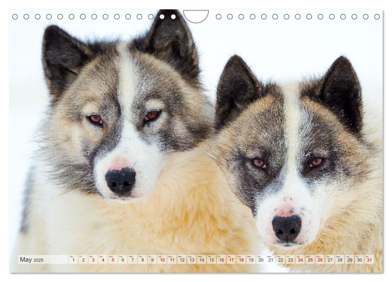 Bild: 9781325937998 | Greenland Dog - The Sled Dogs of Northern Greenland (Wall Calendar...