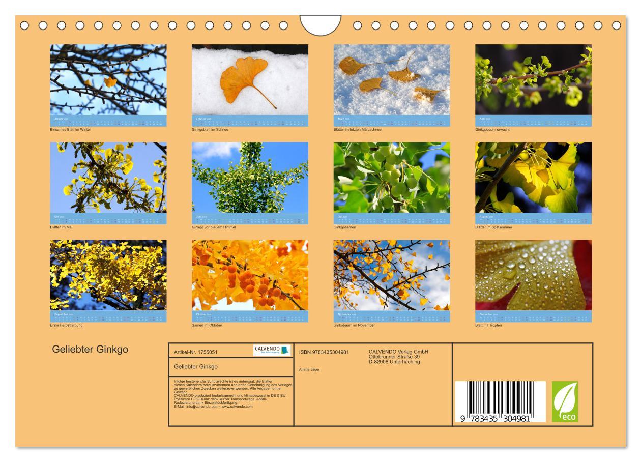 Bild: 9783435304981 | Geliebter Ginkgo (Wandkalender 2025 DIN A4 quer), CALVENDO...