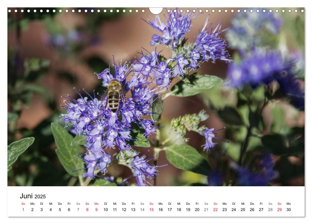 Bild: 9783435466269 | Paradies Naturgarten (Wandkalender 2025 DIN A3 quer), CALVENDO...