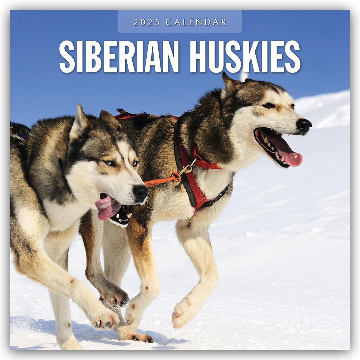 Cover: 9781804425121 | Siberian Huskies - Sibirischer Husky - Sibirische Huskys 2025 -...