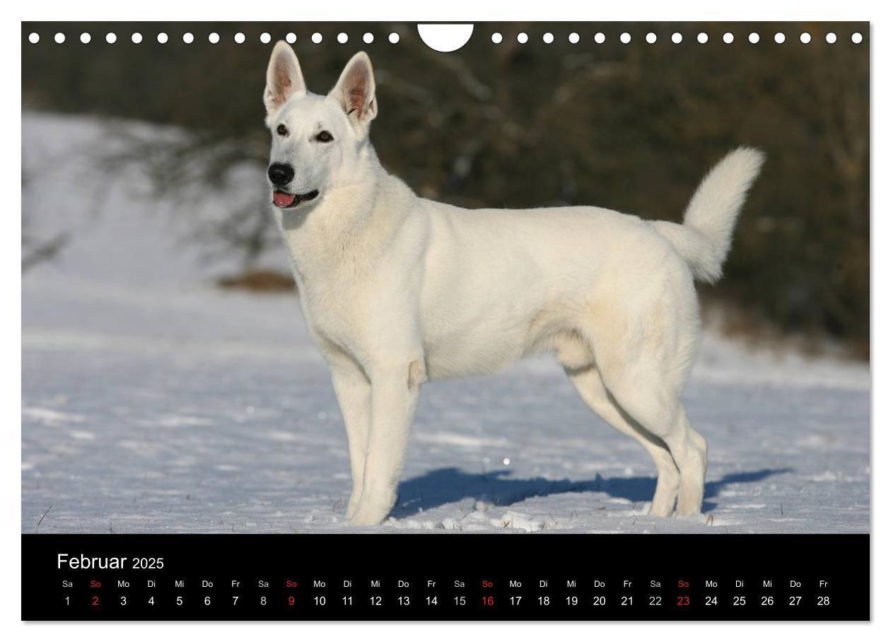 Bild: 9783435784011 | Mit dem Deutschen Schäferhund durch's Jahr (Wandkalender 2025 DIN...