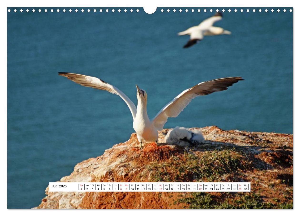 Bild: 9783435473748 | Hochsee-Insel Helgoland (Wandkalender 2025 DIN A3 quer), CALVENDO...