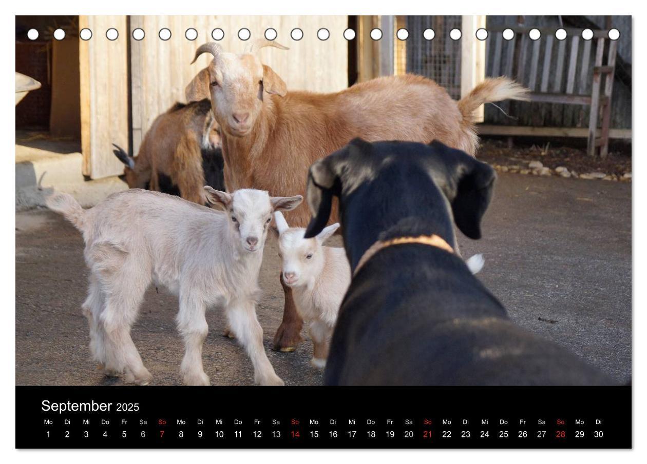 Bild: 9783435661275 | Der schwarze Hund und seine Freunde (Tischkalender 2025 DIN A5...