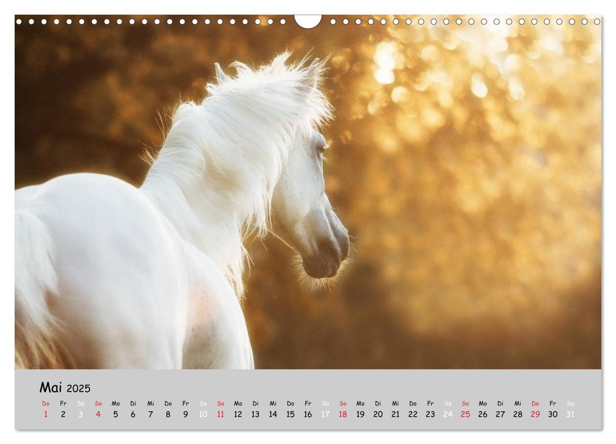 Bild: 9783435563371 | Pferde - Anmut und Stärke gepaart mit Magie (Wandkalender 2025 DIN...