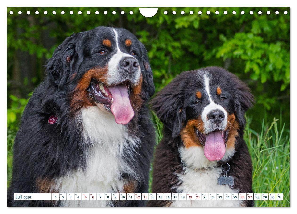 Bild: 9783435050321 | Berner Sennenhund - Ein Traum auf vier Pfoten (Wandkalender 2025...