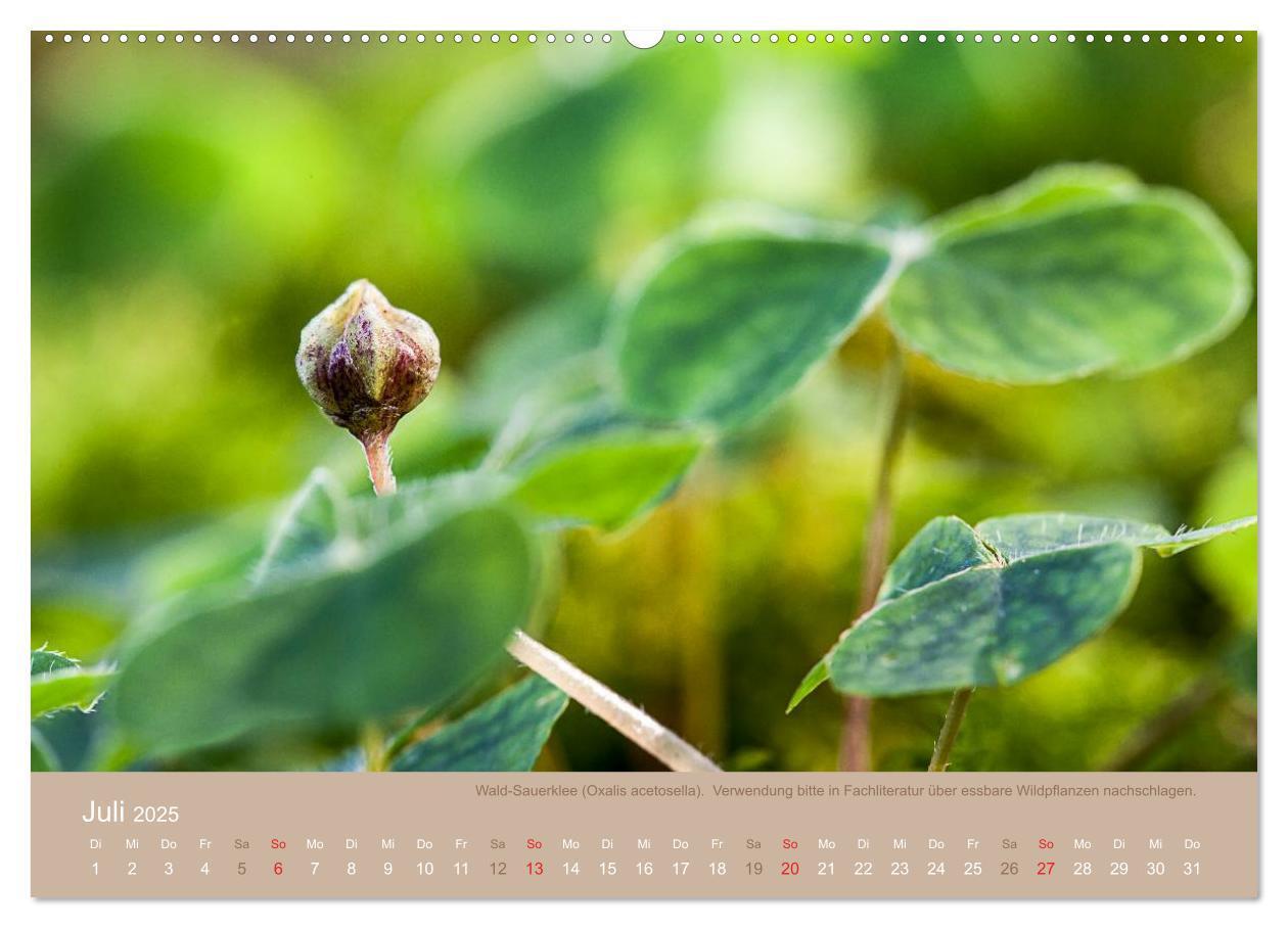 Bild: 9783435662128 | WILD, ESSBAR UND GESUND Essbare Wildpflanzen (Wandkalender 2025 DIN...