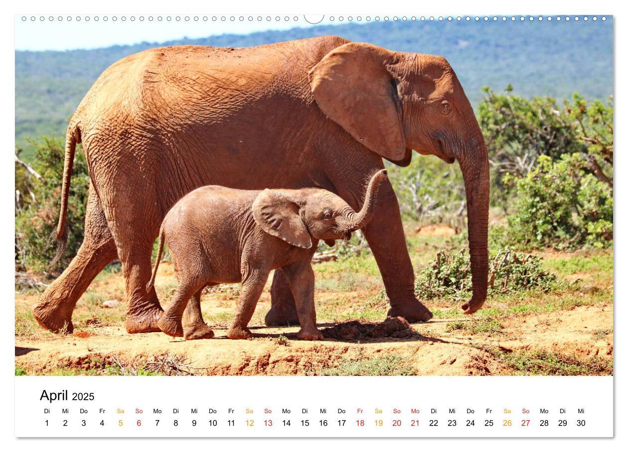 Bild: 9783435228355 | ADDO ELEPHANT NATIONAL PARK Elefanten Babies (Wandkalender 2025 DIN...