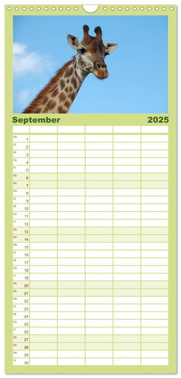 Bild: 9783457110126 | Familienplaner 2025 - Giraffen mit 5 Spalten (Wandkalender, 21 x 45...