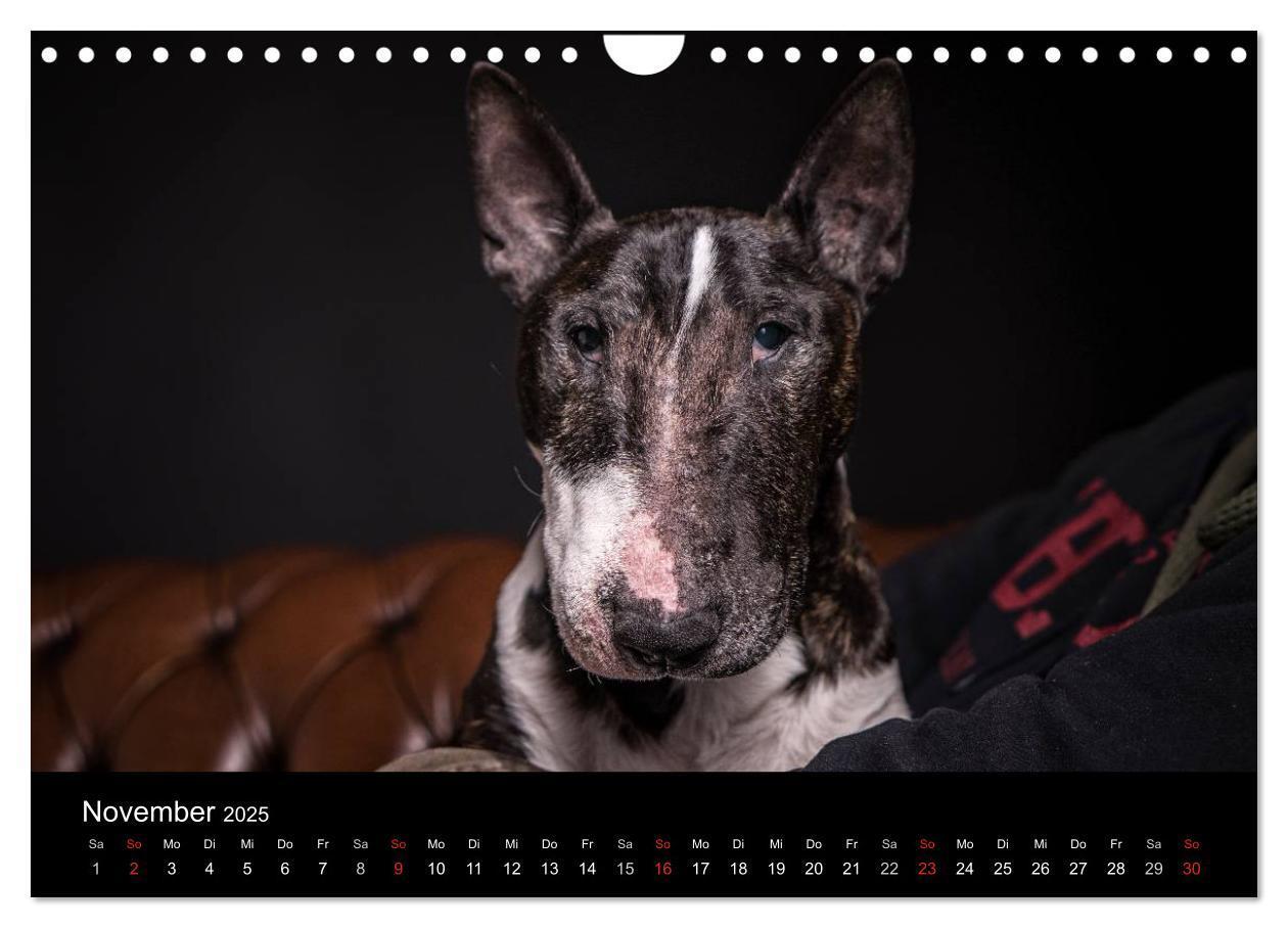 Bild: 9783435566716 | Bullterrier (Wandkalender 2025 DIN A4 quer), CALVENDO Monatskalender