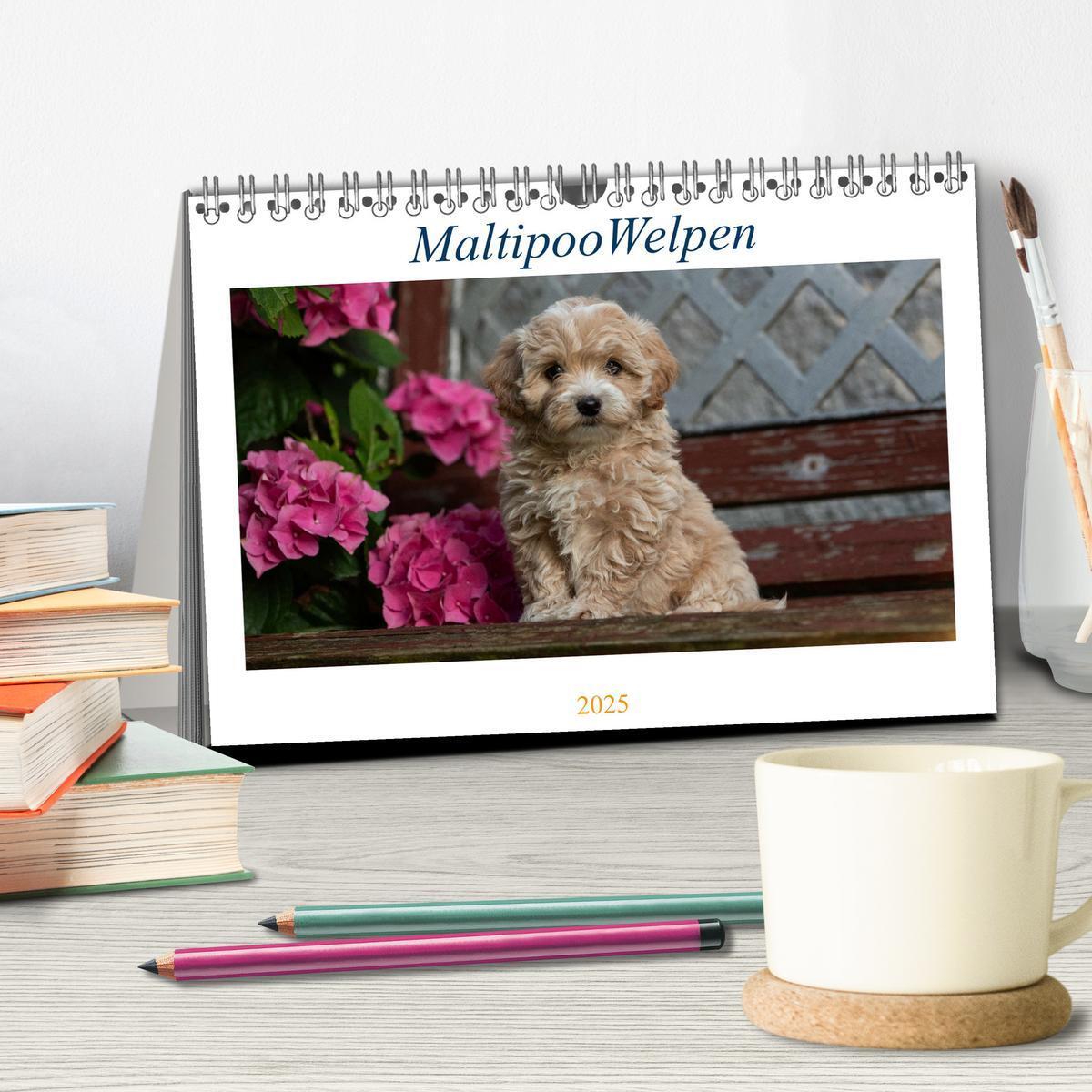 Bild: 9783435037353 | Maltipoo Welpen (Tischkalender 2025 DIN A5 quer), CALVENDO...