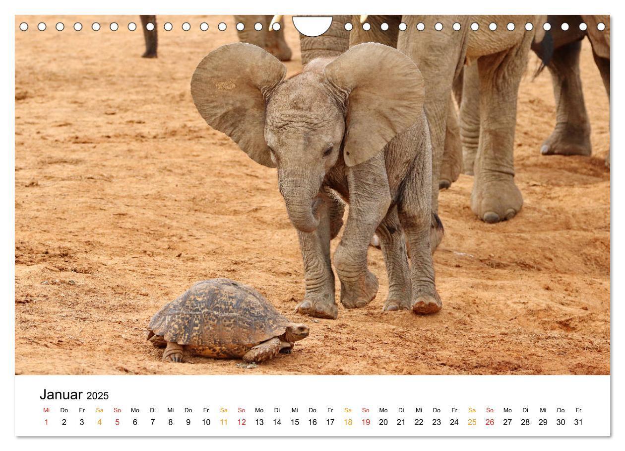 Bild: 9783435229093 | ADDO ELEPHANT NATIONAL PARK Elefanten Babies (Wandkalender 2025 DIN...