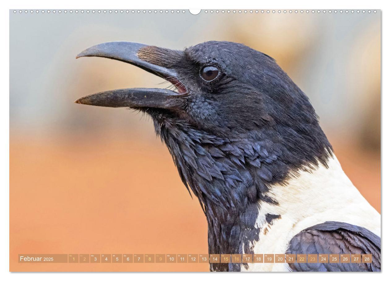 Bild: 9783383776687 | Rabenvögel: Schwarz, schlau, schön (Wandkalender 2025 DIN A2 quer),...