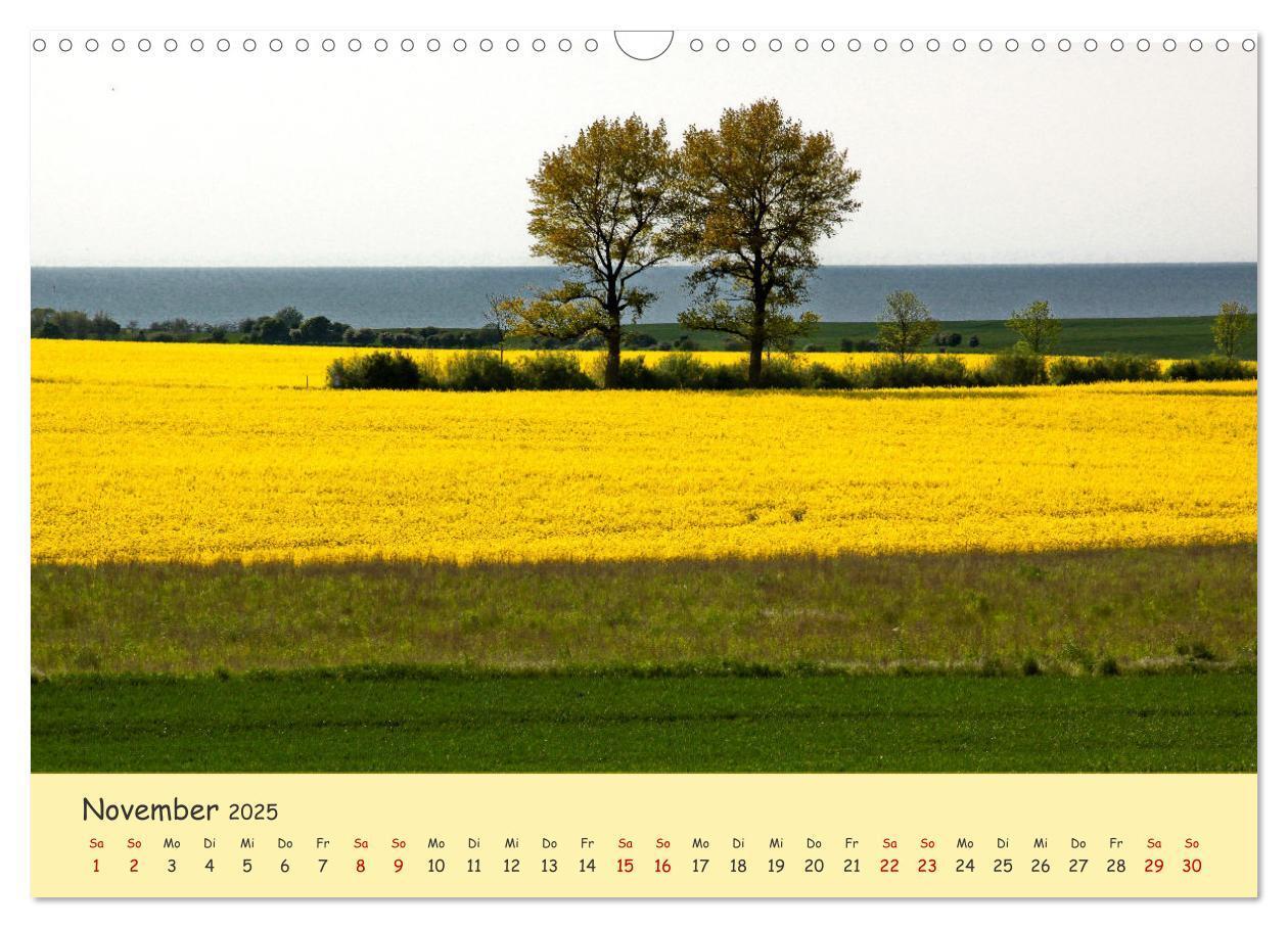 Bild: 9783435095162 | Rapsblüte an der Ostsee (Wandkalender 2025 DIN A3 quer), CALVENDO...