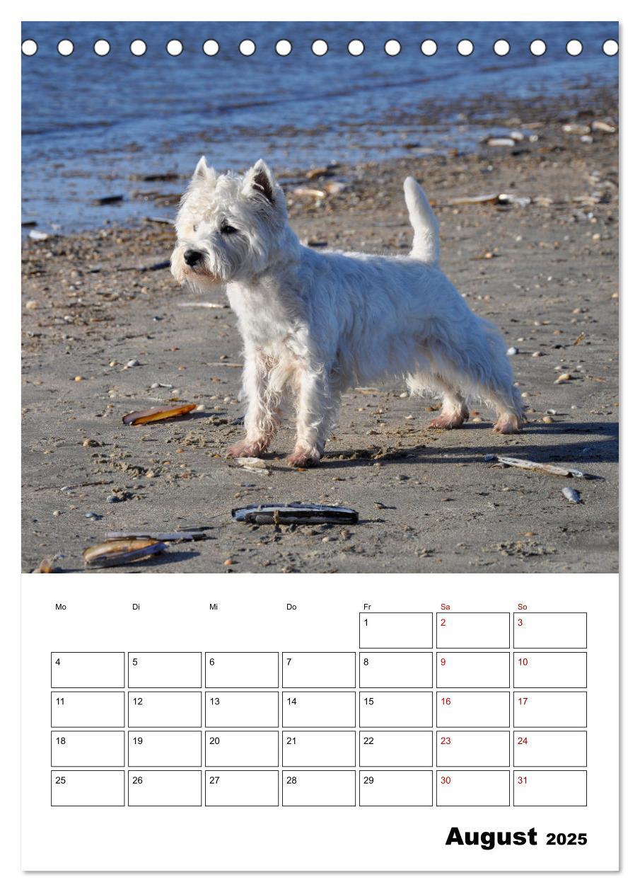 Bild: 9783435882779 | West Highland White Terrier - Herzensbrecher auf vier Pfoten...