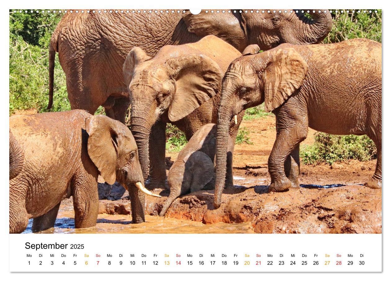 Bild: 9783435228355 | ADDO ELEPHANT NATIONAL PARK Elefanten Babies (Wandkalender 2025 DIN...