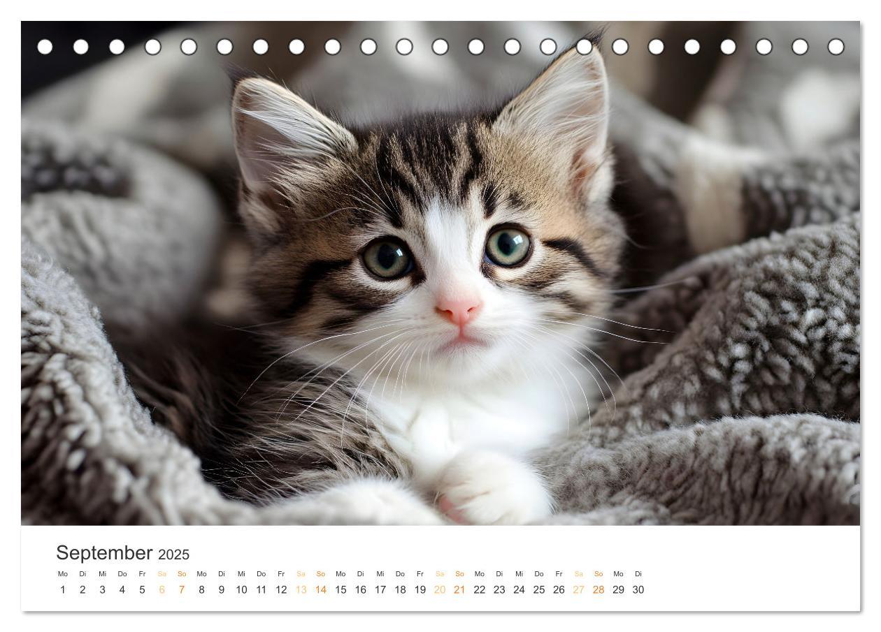 Bild: 9783457203897 | Katzen - sanfte Schönheiten (Tischkalender 2025 DIN A5 quer),...