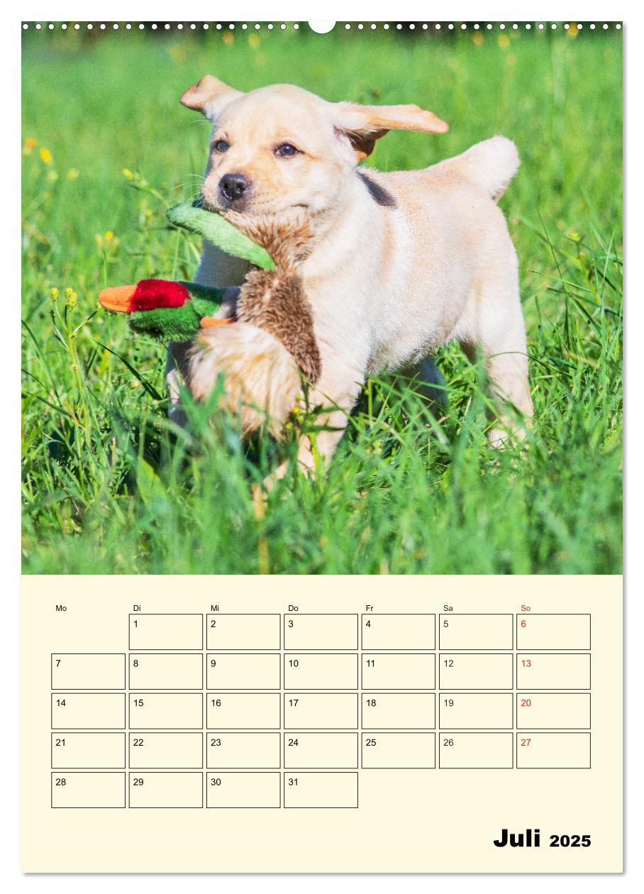 Bild: 9783435957675 | Familienplaner - Labrador Welpen entdecken die Welt (Wandkalender...