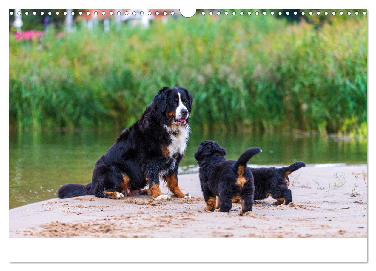 Bild: 9783435659418 | Liebling BERNER SENNENHUND (Wandkalender 2025 DIN A3 quer),...