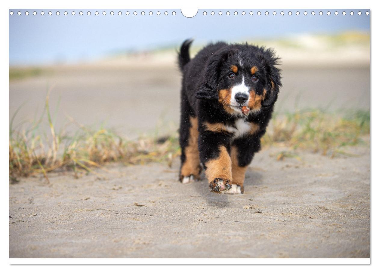 Bild: 9783435659418 | Liebling BERNER SENNENHUND (Wandkalender 2025 DIN A3 quer),...