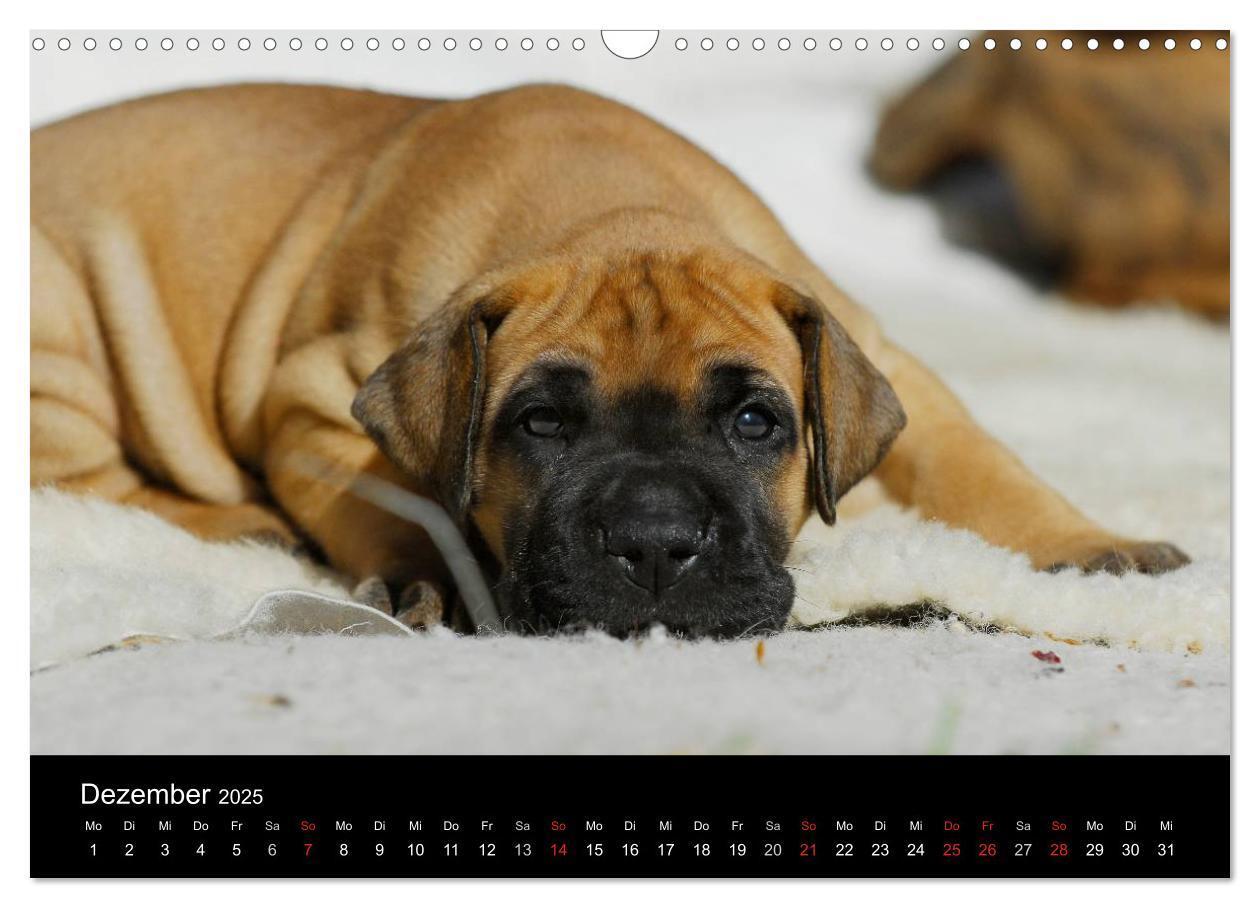 Bild: 9783435761890 | Deutsche Dogge 2025 (Wandkalender 2025 DIN A3 quer), CALVENDO...