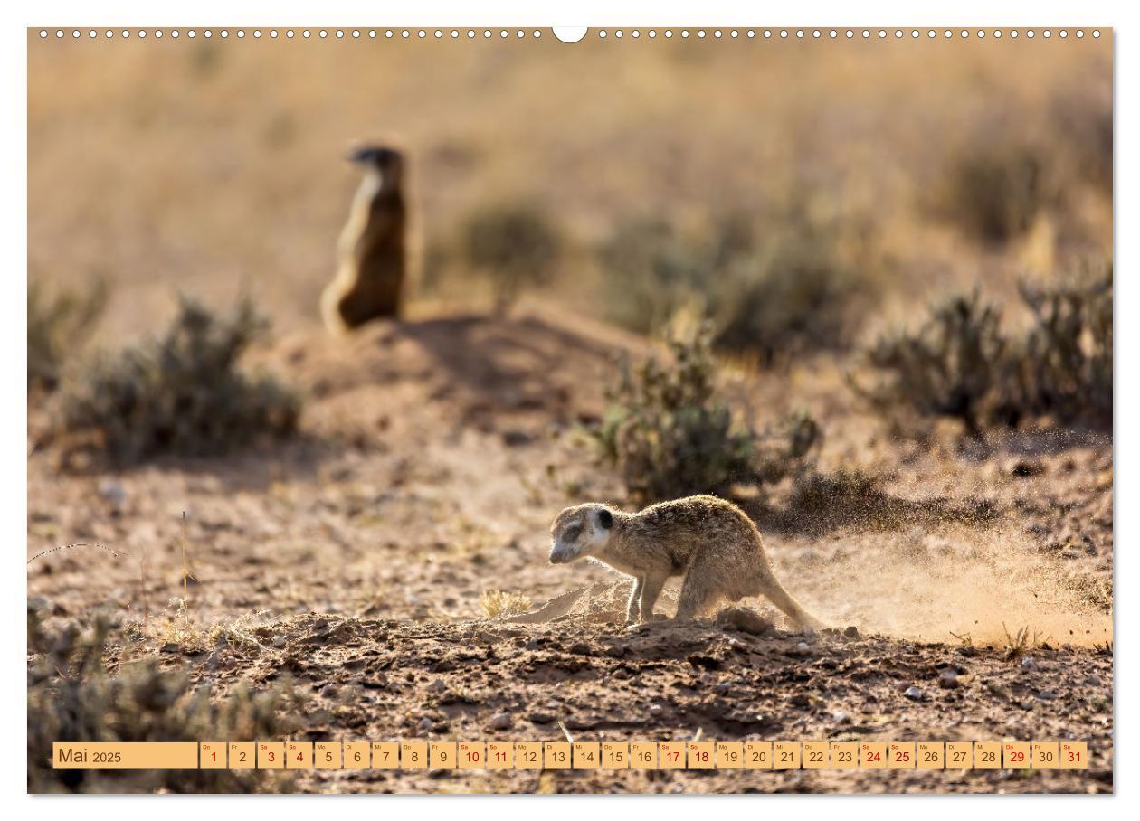 Bild: 9783383779336 | Afrikas Tierwelt - Erdmännchen (Wandkalender 2025 DIN A2 quer),...