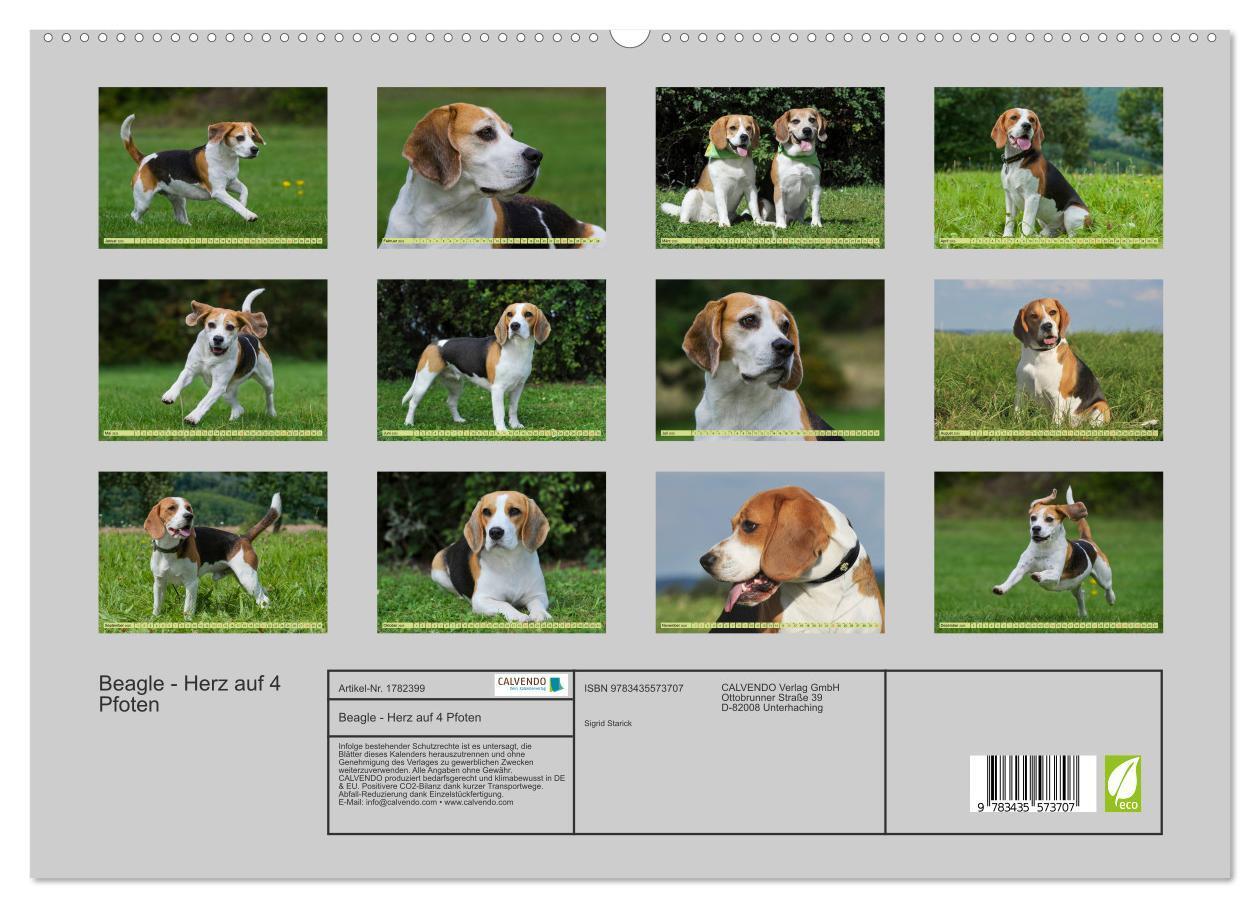 Bild: 9783435573707 | Beagle - Herz auf 4 Pfoten (hochwertiger Premium Wandkalender 2025...