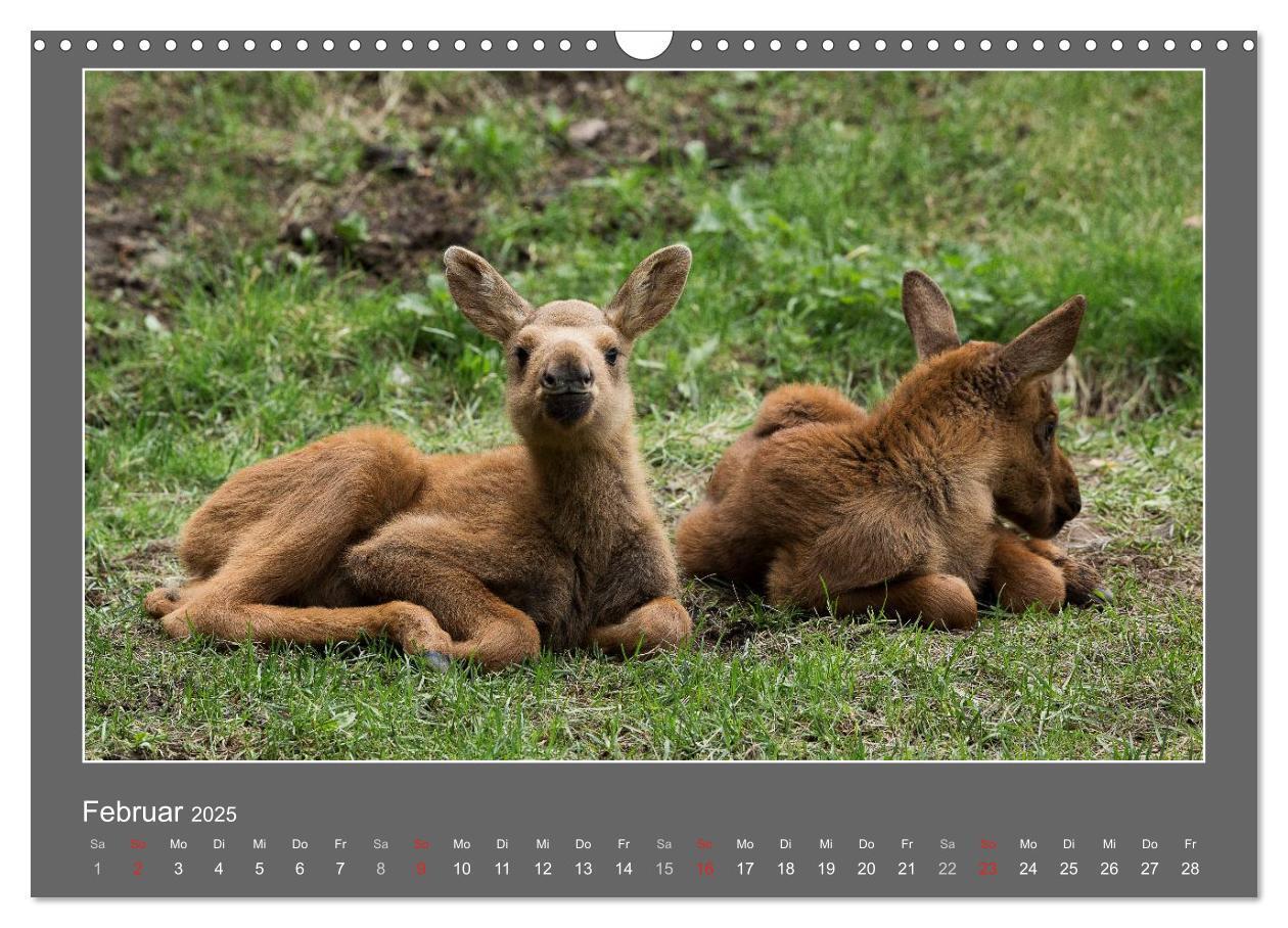 Bild: 9783435562893 | Tierbabys 2025 (Wandkalender 2025 DIN A3 quer), CALVENDO...