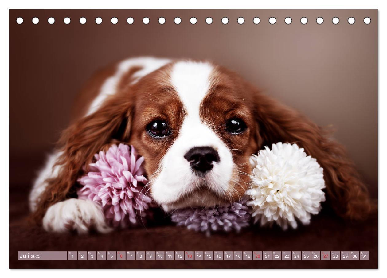 Bild: 9783435178896 | Der Welpenkalender - Cavalier King Charles Spaniel (Tischkalender...