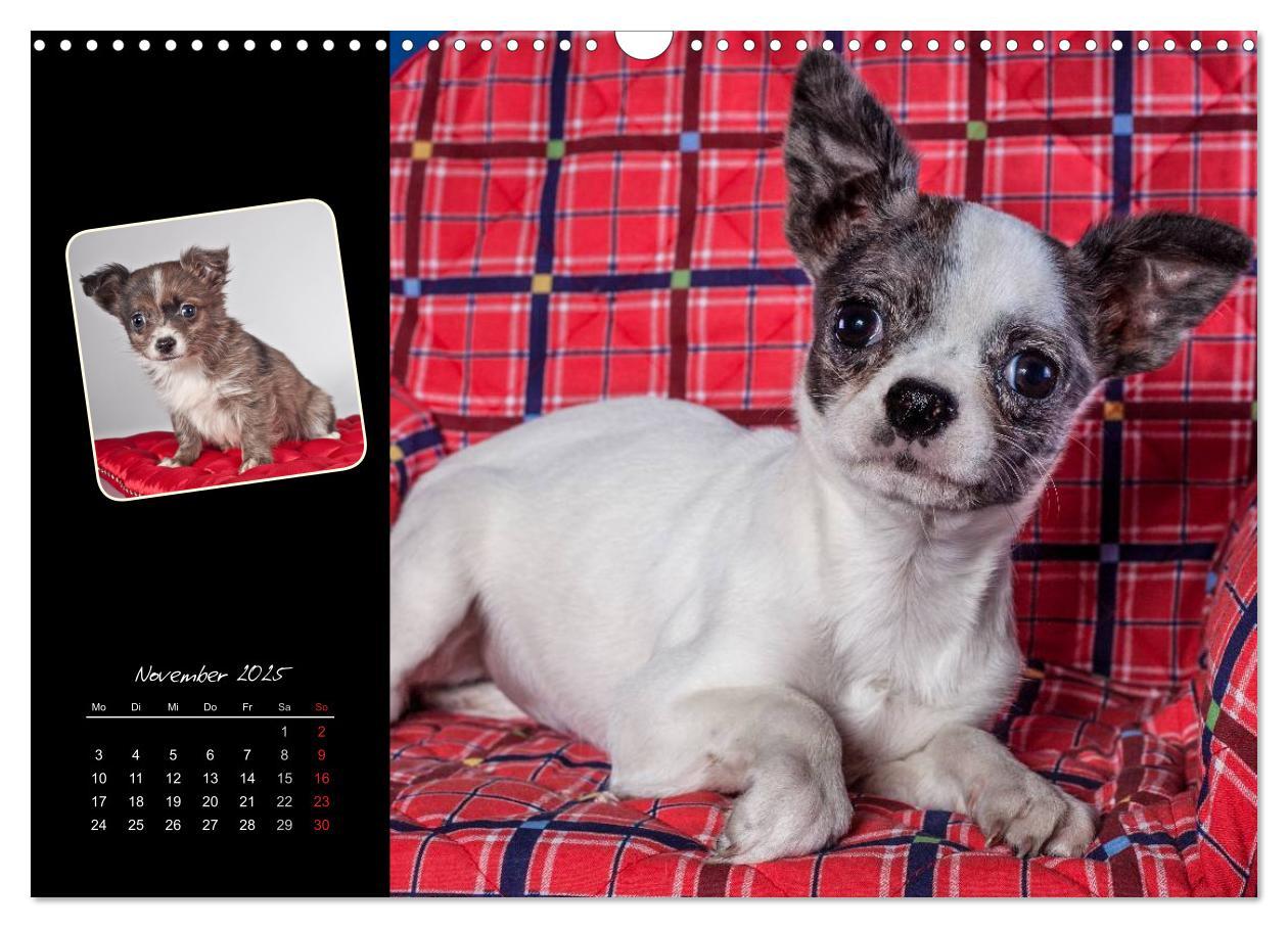 Bild: 9783435835294 | Chihuahua Welpen und Freunde (Wandkalender 2025 DIN A3 quer),...