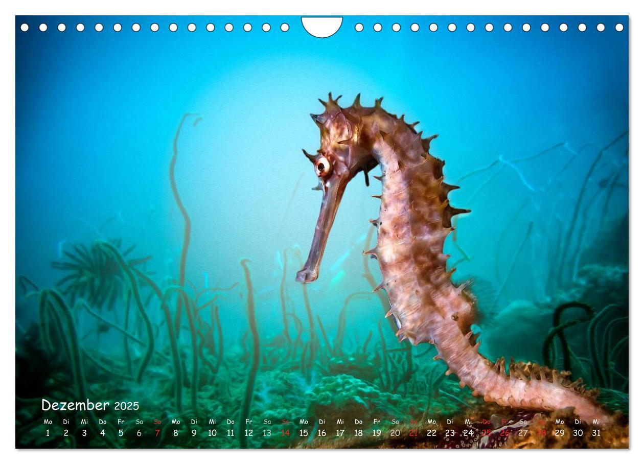 Bild: 9783435504329 | Hippocampus oder einfach nur Seepferdchen (Wandkalender 2025 DIN A4...