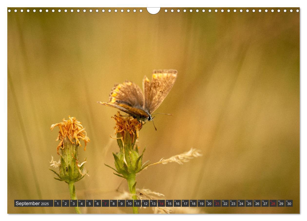 Bild: 9783383999376 | Makrowelt - Blumen und Insekten im Fokus (Wandkalender 2025 DIN A3...