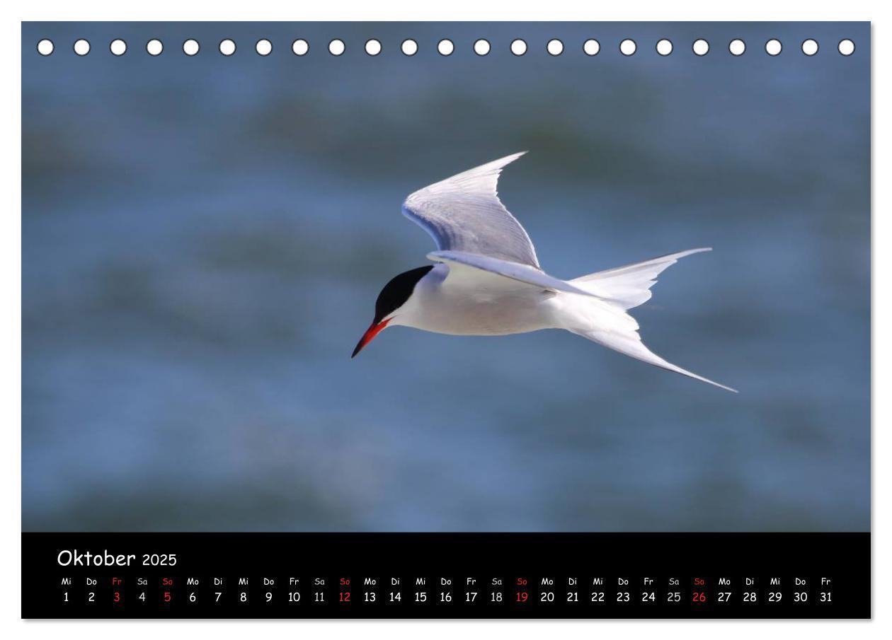 Bild: 9783435605958 | Vögel der Nordseeküste (Tischkalender 2025 DIN A5 quer), CALVENDO...