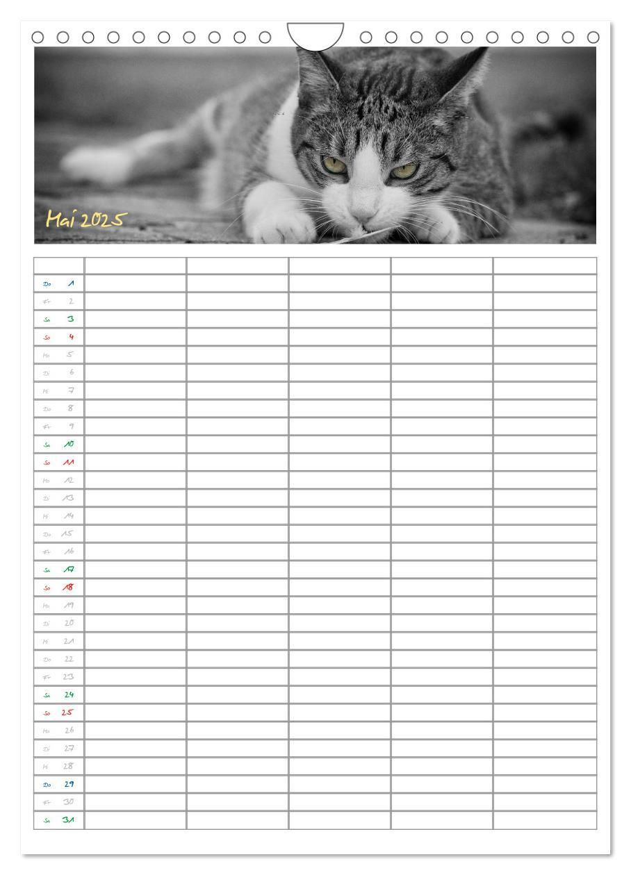 Bild: 9783457088166 | Miezekatzen Planungskalender (Wandkalender 2025 DIN A4 hoch),...