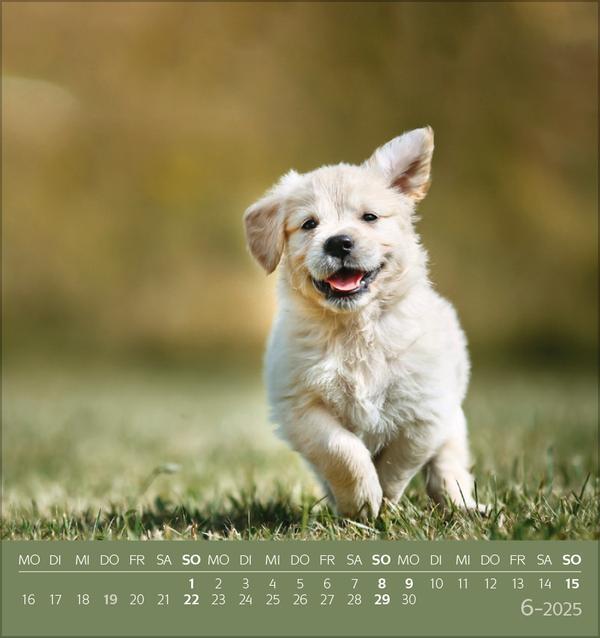 Bild: 9783731876717 | Hunde 2025 | aufstellbarer Postkartenkalender | Verlag Korsch | 13 S.