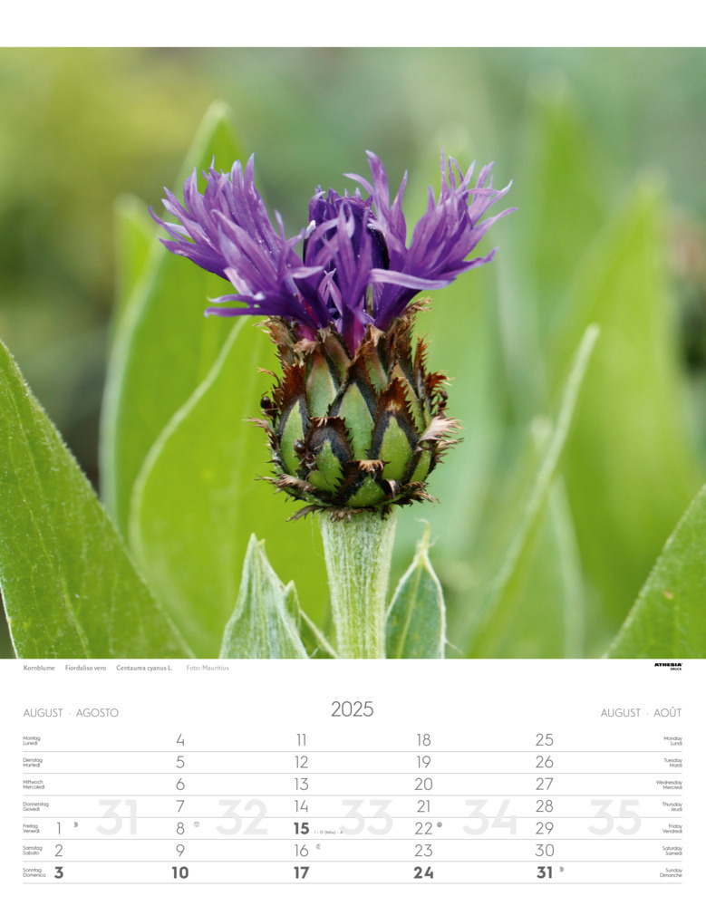 Bild: 9788868397425 | Alpenblumen Kalender 2025 | Fiori alpini - Alpine flowers | Verlag