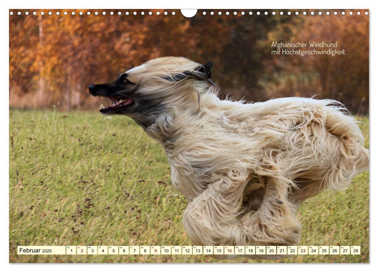 Bild: 9783457162095 | Windhunde im Portrait (Wandkalender 2025 DIN A3 quer), CALVENDO...