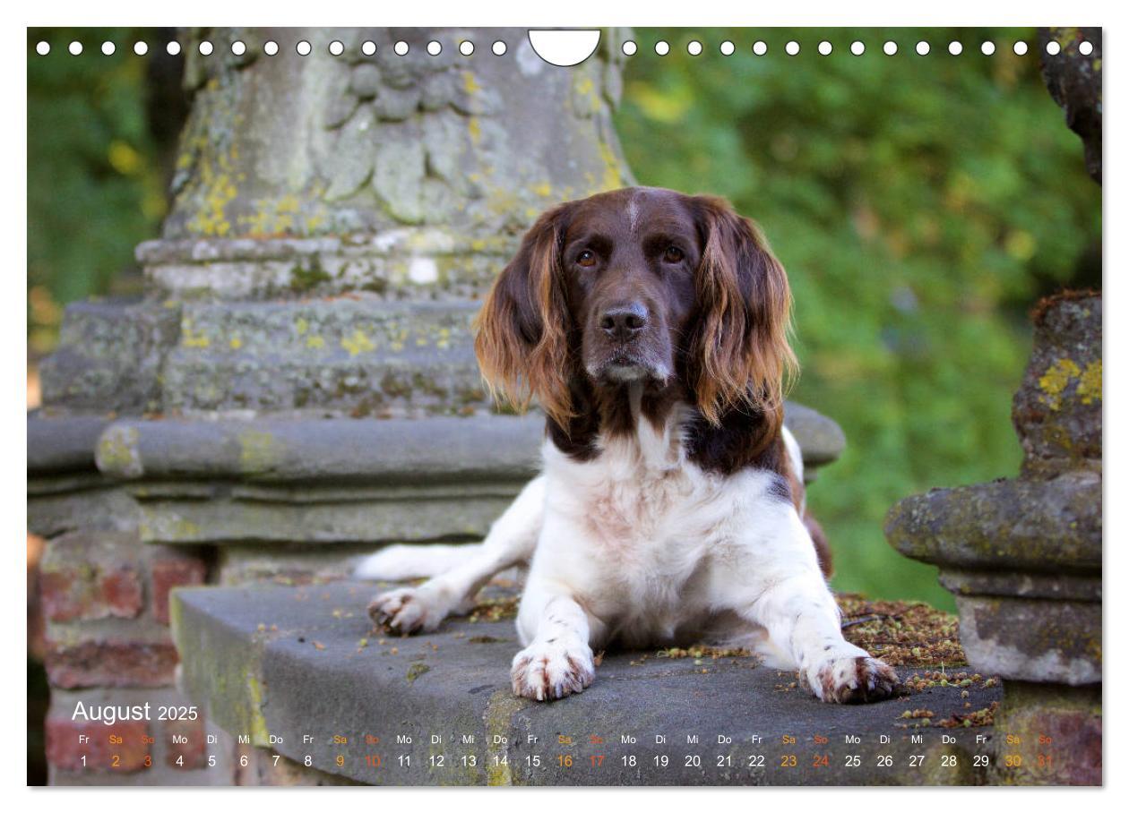 Bild: 9783435416066 | Faszination Jagdhund - Kleiner Münsterländer (Wandkalender 2025 DIN...