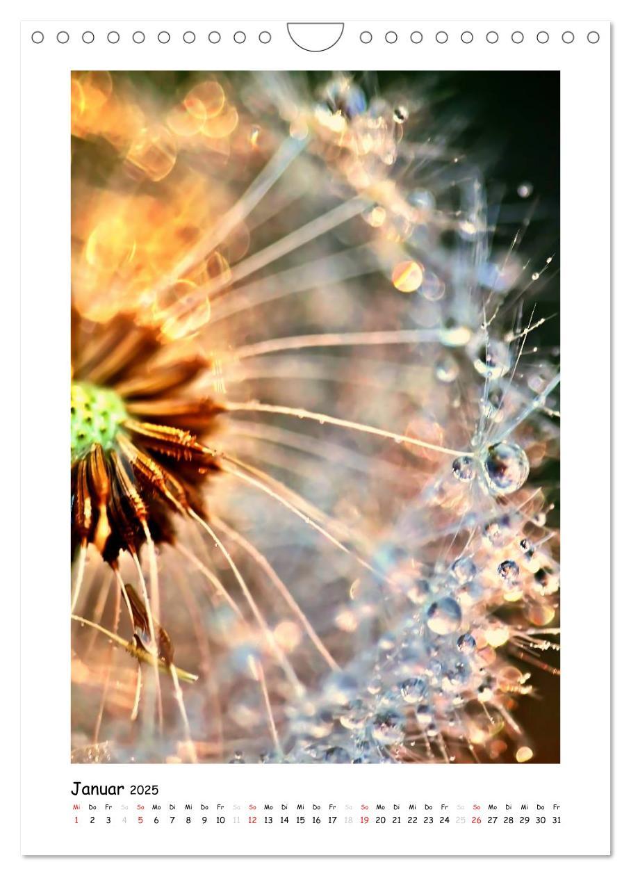 Bild: 9783457054819 | Die Pusteblume neu erleben (Wandkalender 2025 DIN A4 hoch),...