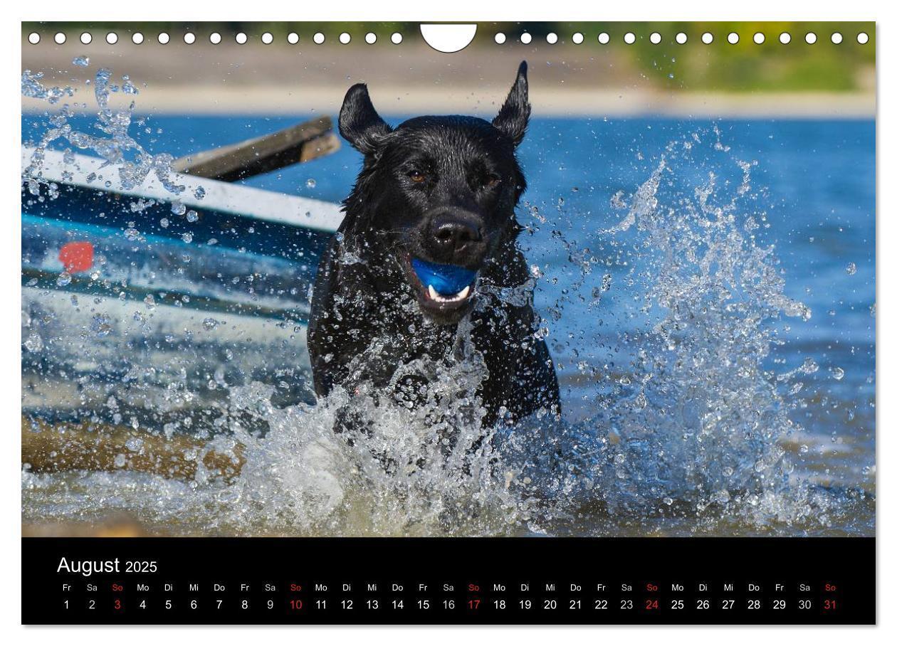 Bild: 9783435761692 | Labrador Retriever 2025 (Wandkalender 2025 DIN A4 quer), CALVENDO...