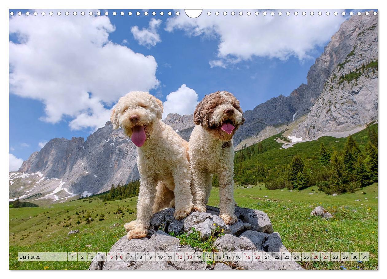 Bild: 9783435295630 | Lagotto Romagnolo in den Alpen 2025 (Wandkalender 2025 DIN A3...