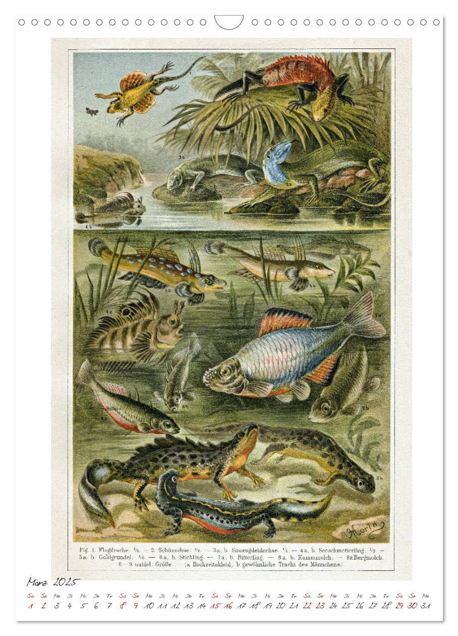 Bild: 9783435978632 | Formenspiele der Evolution. Chromolithographien des 19....