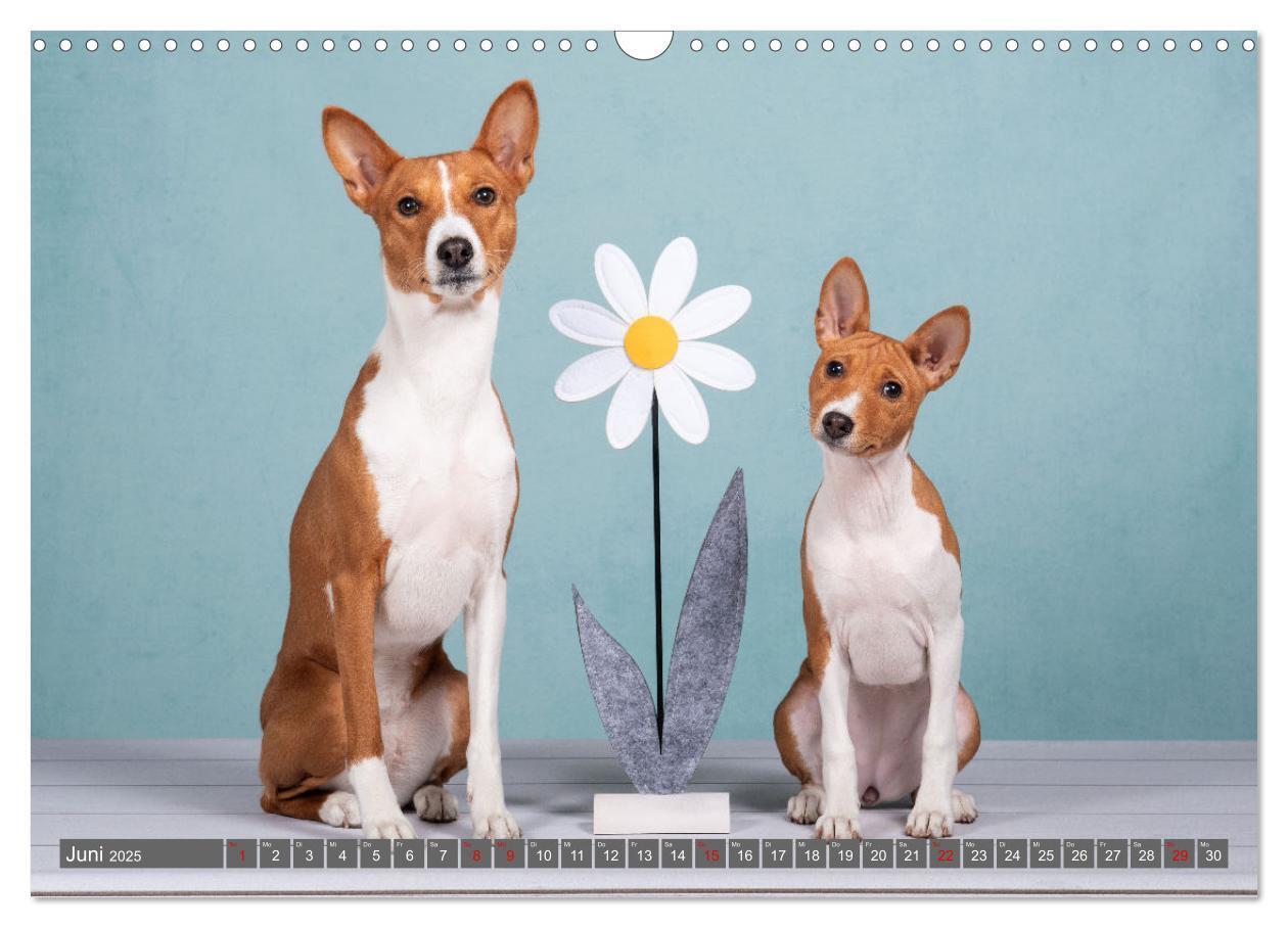 Bild: 9783457195710 | Der Basenji (Wandkalender 2025 DIN A3 quer), CALVENDO Monatskalender