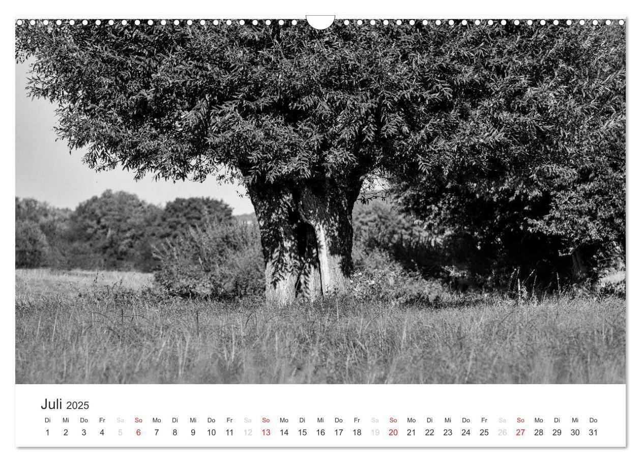 Bild: 9783435660469 | Bäume - Naturschönheiten in schwarz-weiß (Wandkalender 2025 DIN A3...