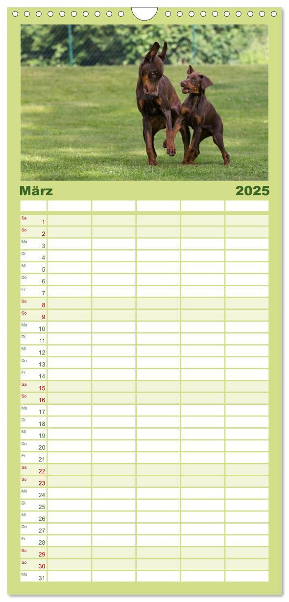 Bild: 9783457112137 | Familienplaner 2025 - Dobermann mit 5 Spalten (Wandkalender, 21 x...